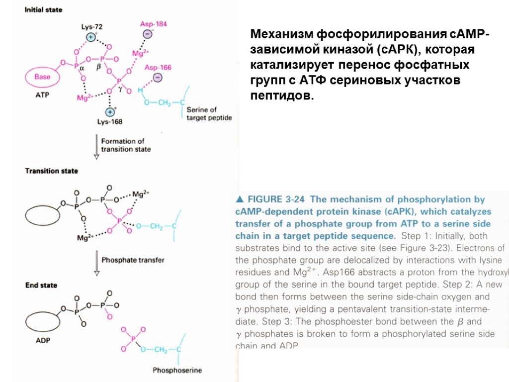 Механизм фосфорилирования сАМР-зависимой киназой (сАРК), которая катализирует перенос фосфатных групп с АТФ сериновых участков